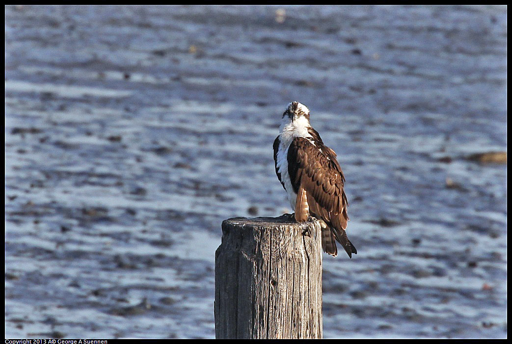 0115-084812-03.jpg - Osprey