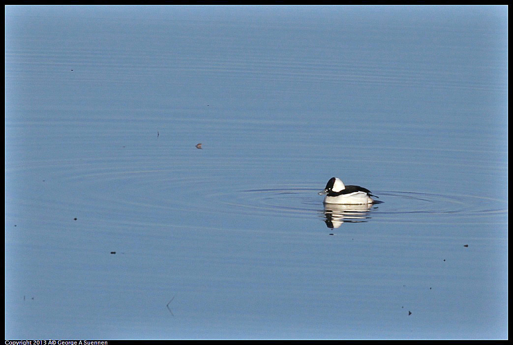 0115-084825-03.jpg - Bufflehead