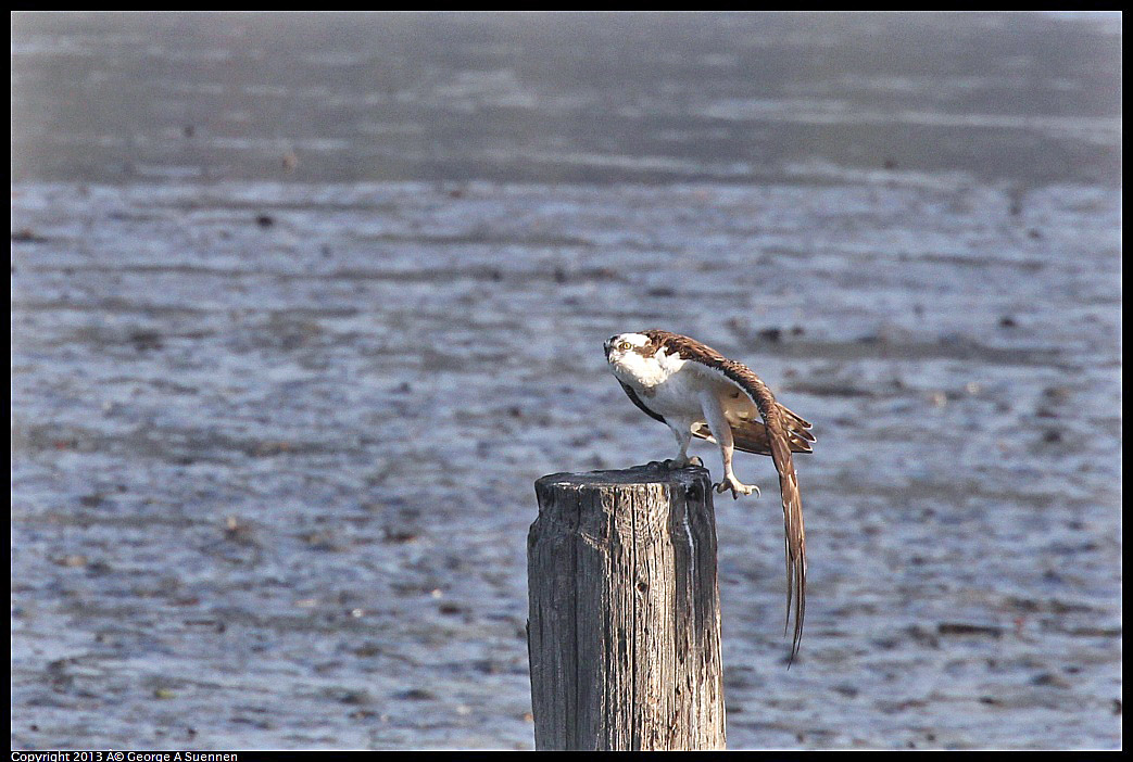 0115-085656-02.jpg - Osprey