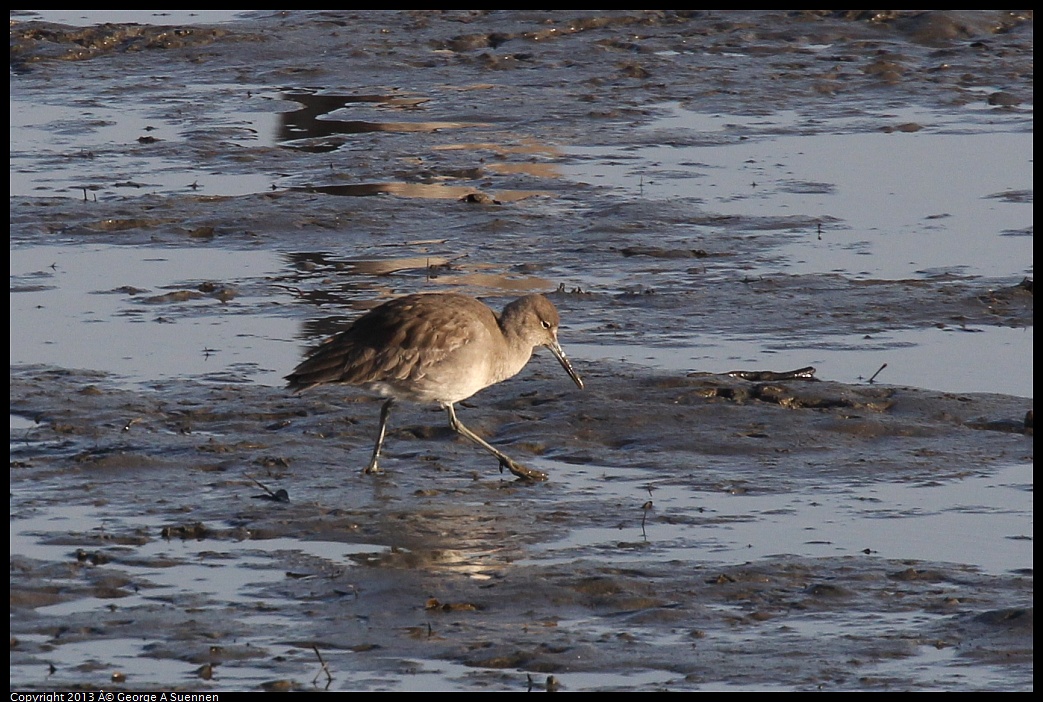 0115-085724-01.jpg - Willet