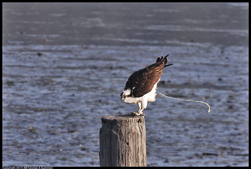 0115-085746-01.jpg - Osprey