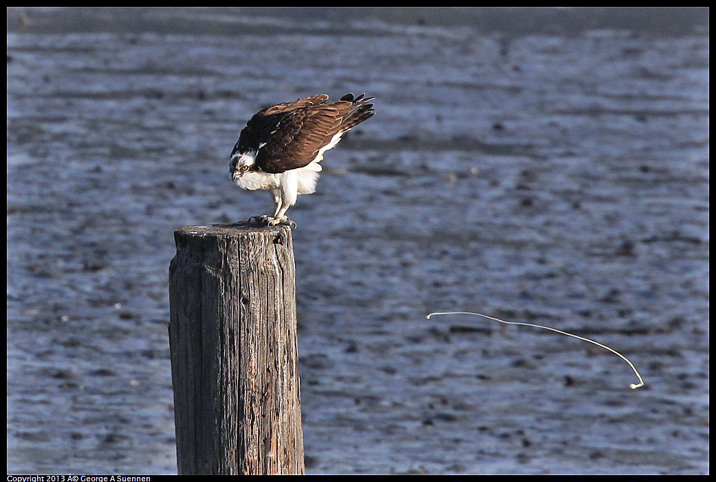 0115-085746-02.jpg - Osprey