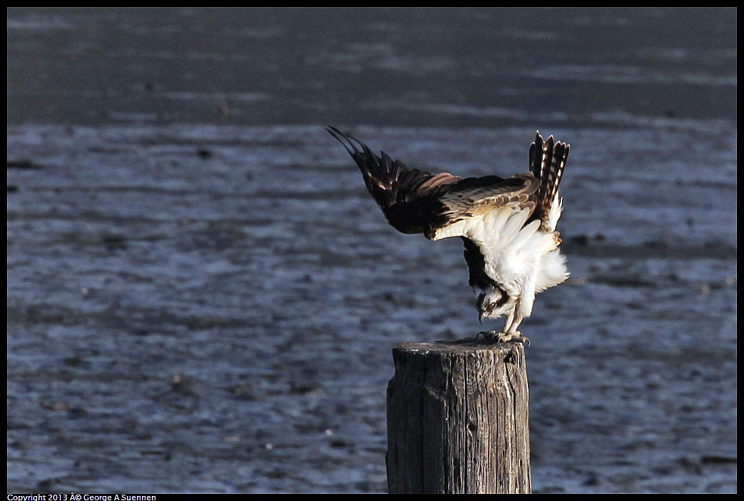 0115-085748-01.jpg - Osprey