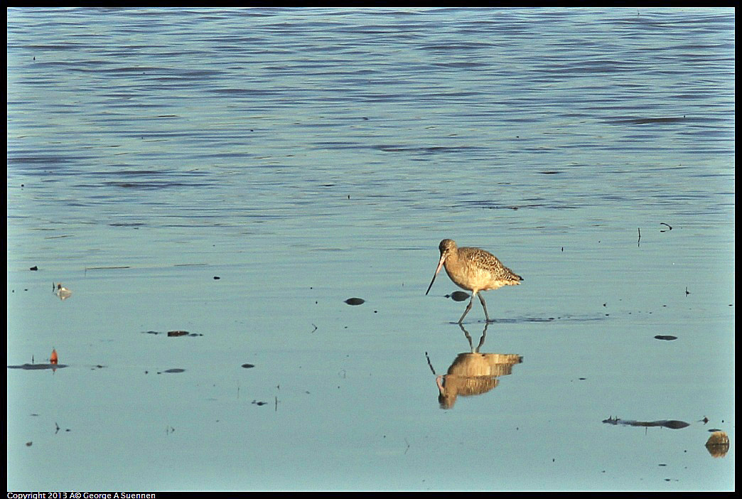 0115-085840-02.jpg - Marbled Godwit