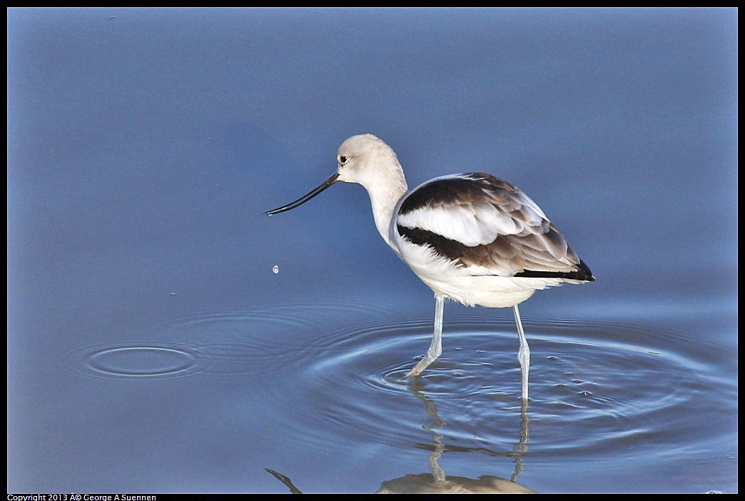 0115-085915-01.jpg - American Avocet