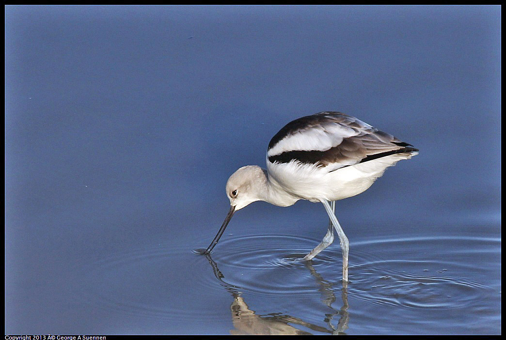 0115-085915-04.jpg - American Avocet