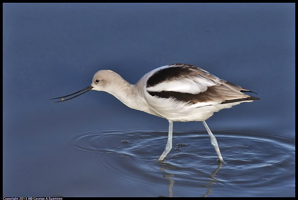 0115-085916-04.jpg - American Avocet