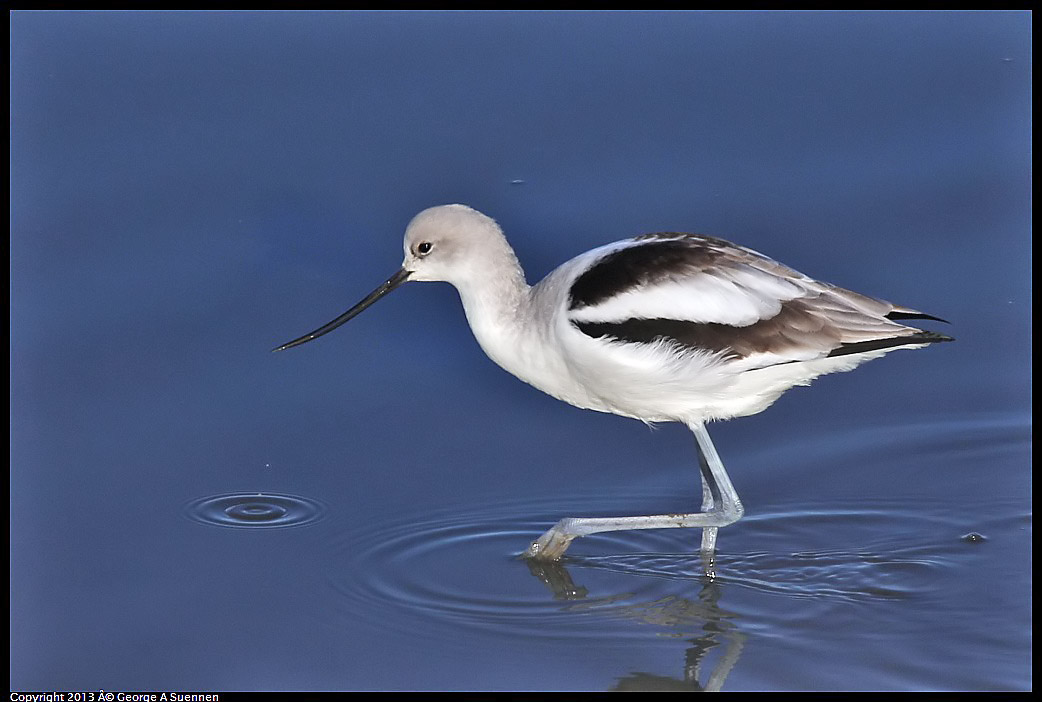 0115-085917-05.jpg - American Avocet