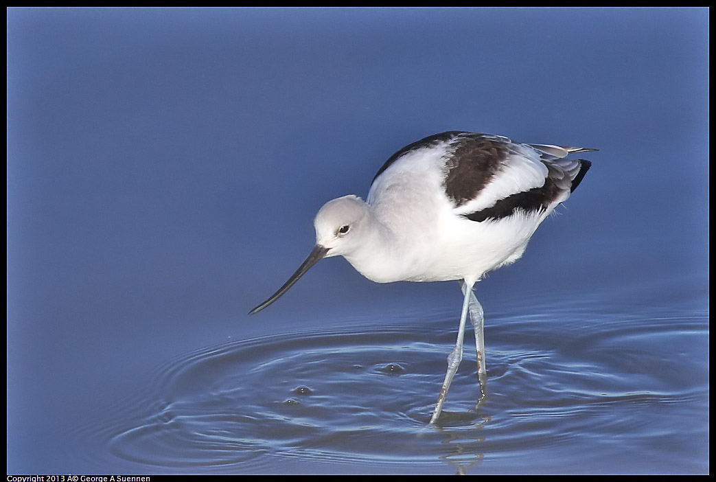 0115-085919-04.jpg - American Avocet