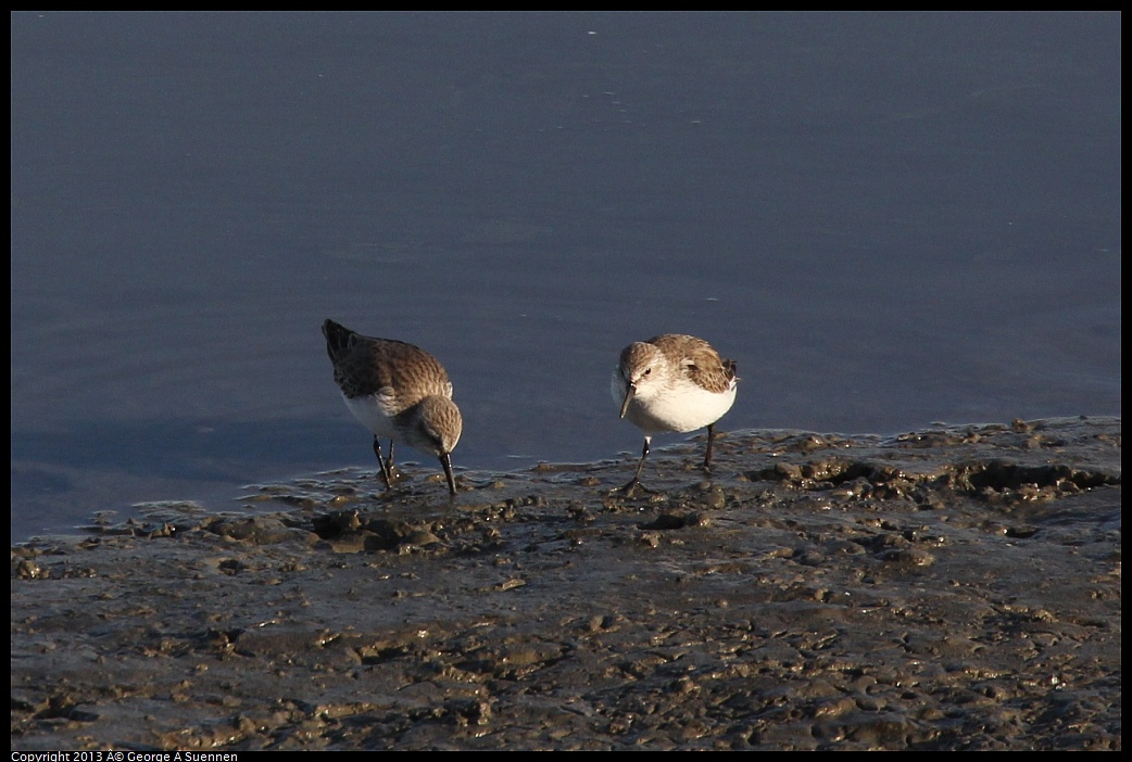 0115-090049-01.jpg - Western Sandpiper