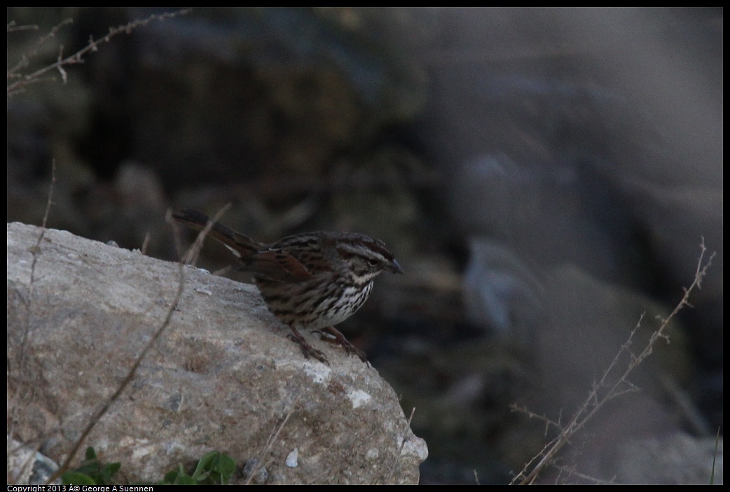 0115-090152-02.jpg - Song Sparrow