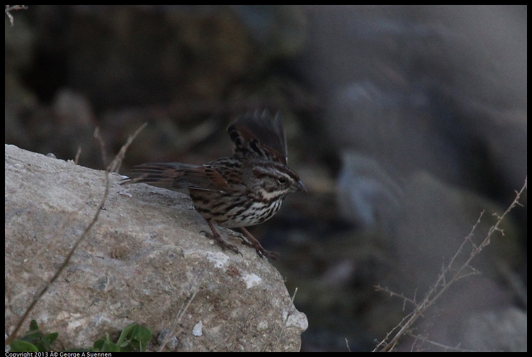 0115-090153-03.jpg - Song Sparrow