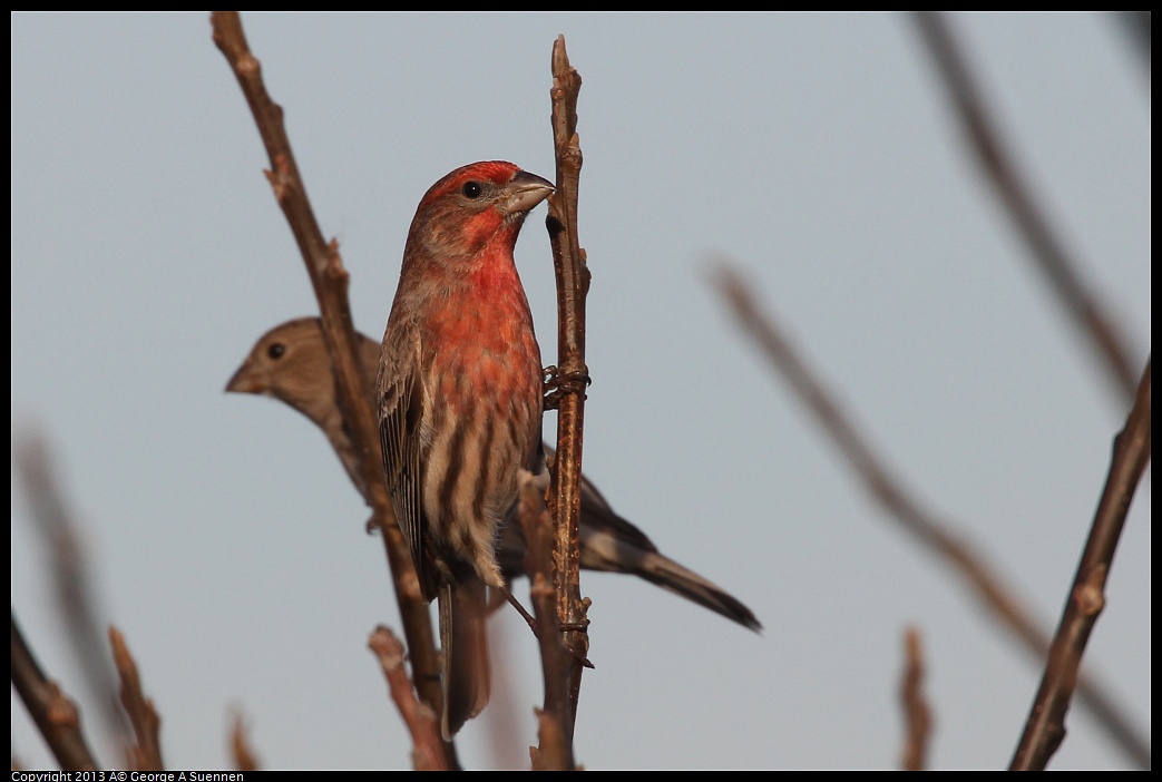 0115-090204-03.jpg - House Finch