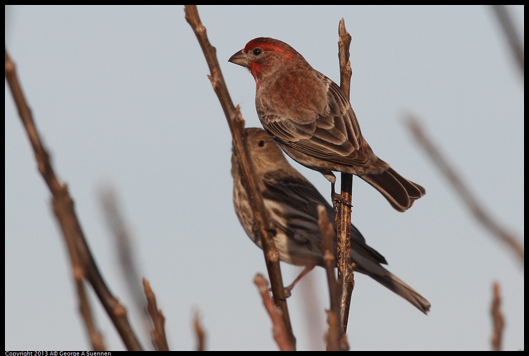 0115-090207-03.jpg - House Finch