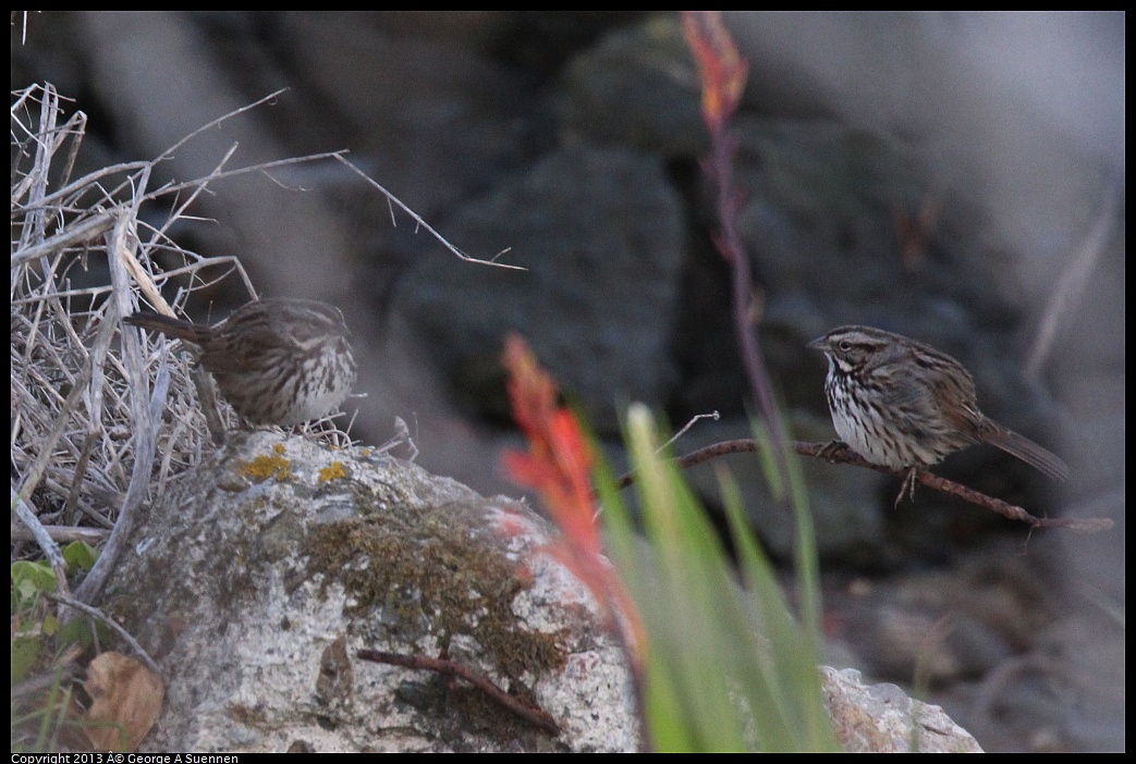 0115-090241-02.jpg - Song Sparrow