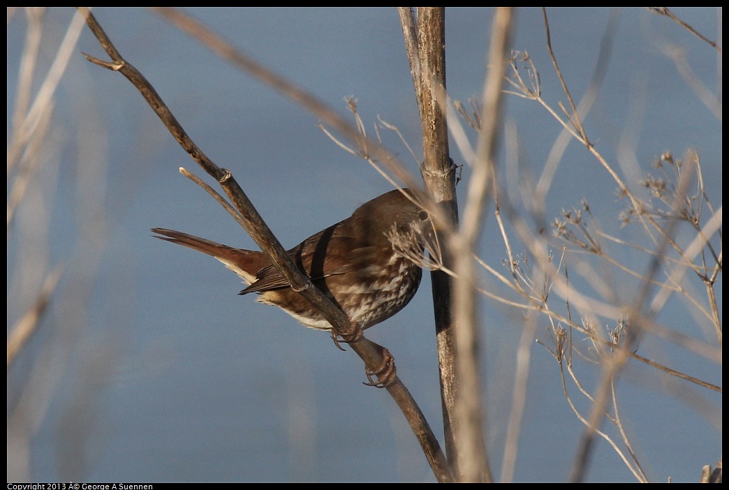 0115-090311-02.jpg - Fox Sparrow