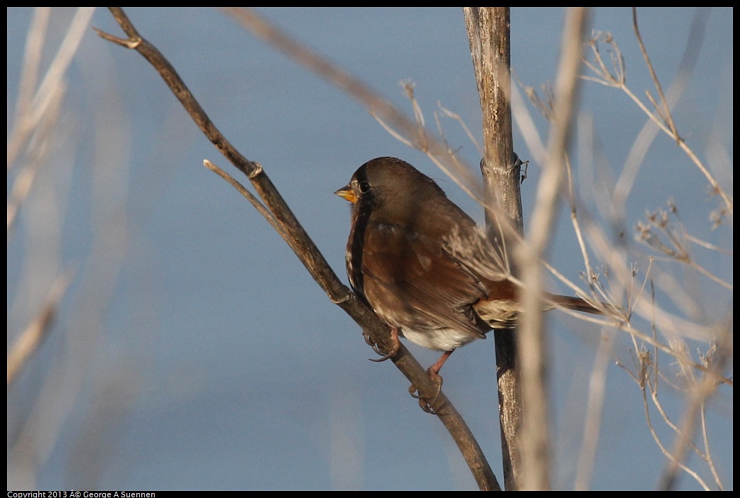 0115-090318-01.jpg - Fox Sparrow