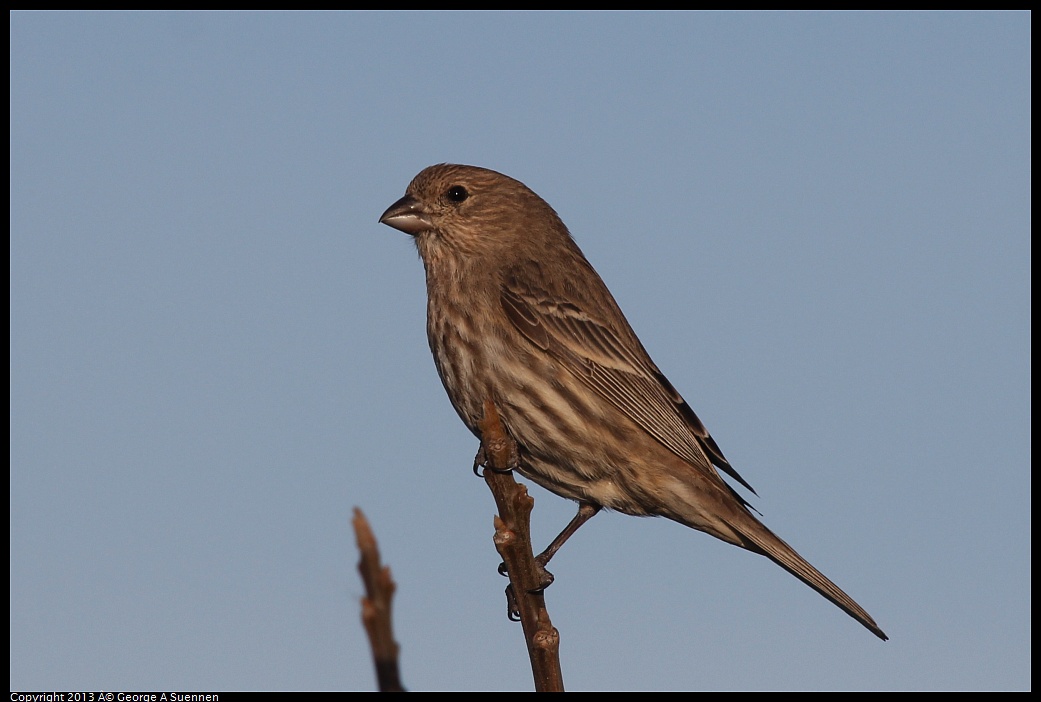 0115-090458-02.jpg - House Finch