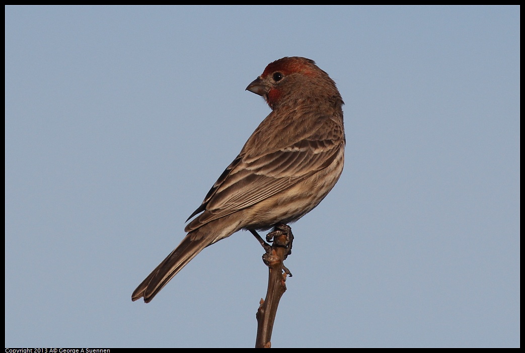 0115-090502-01.jpg - House Finch