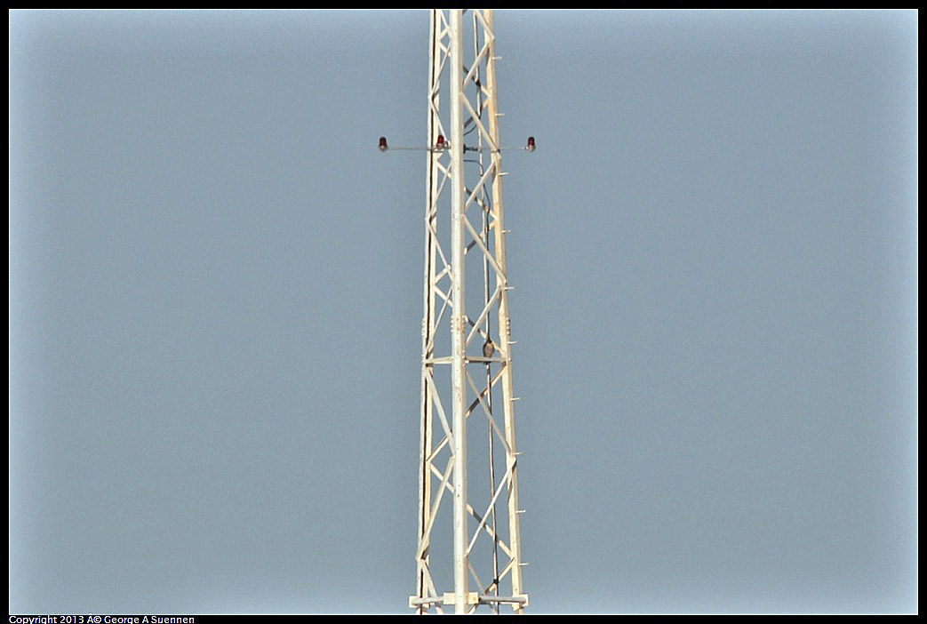 0115-090601-02.jpg - Peregrine Falcon