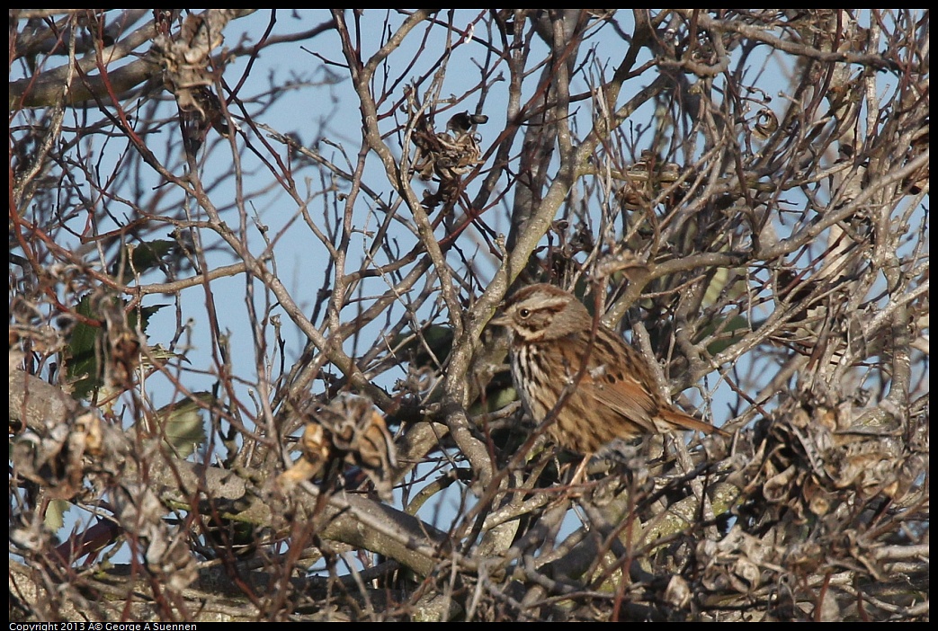 0115-090959-02.jpg - Song Sparrow