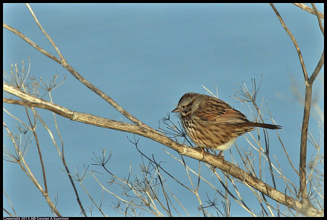 0115-091040-03.jpg - Song Sparrow