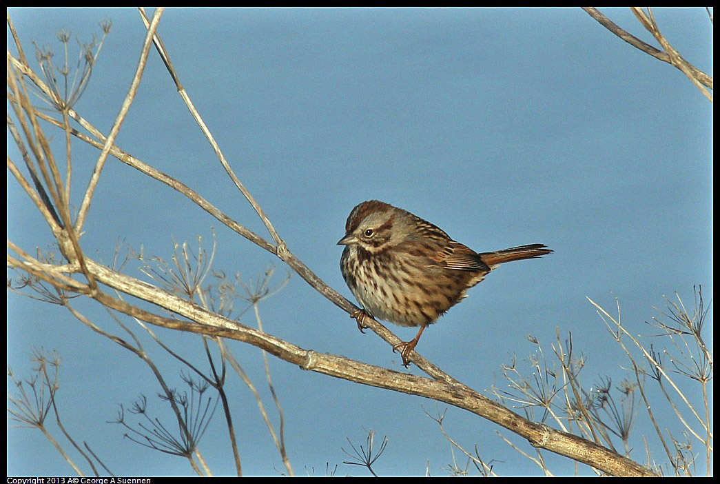 0115-091053-02.jpg - Song Sparrow