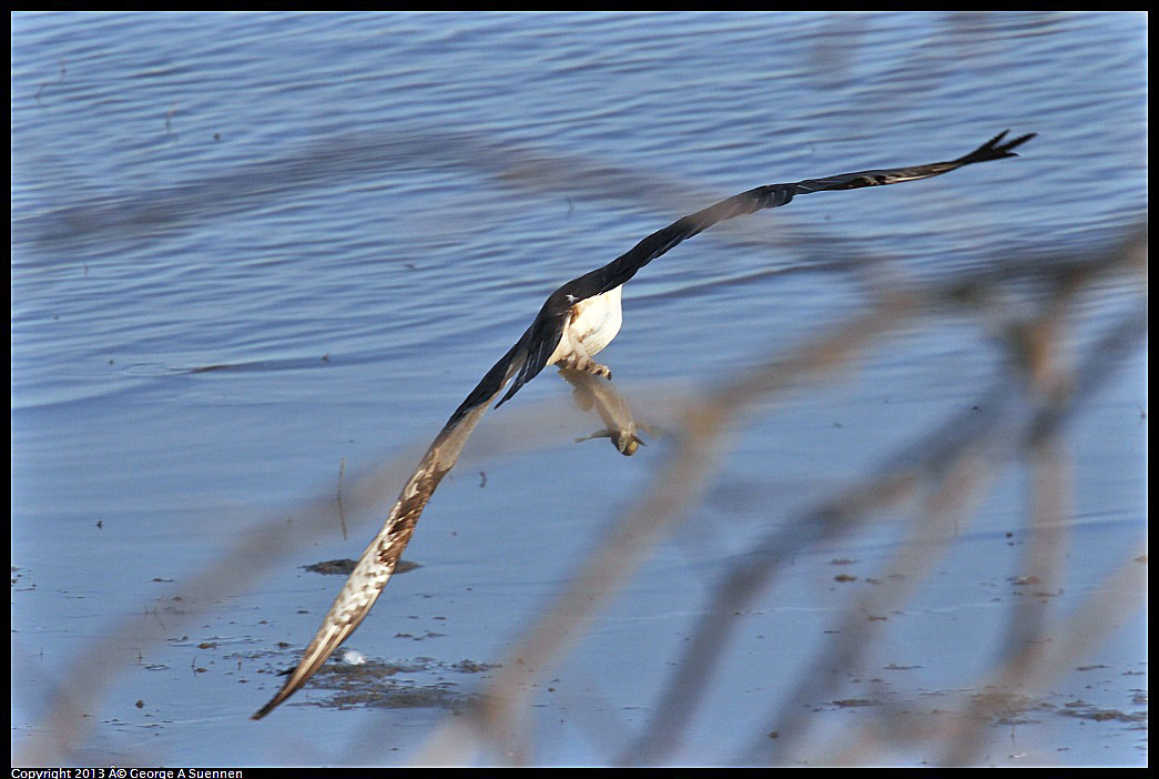 0115-091125-01.jpg - Osprey