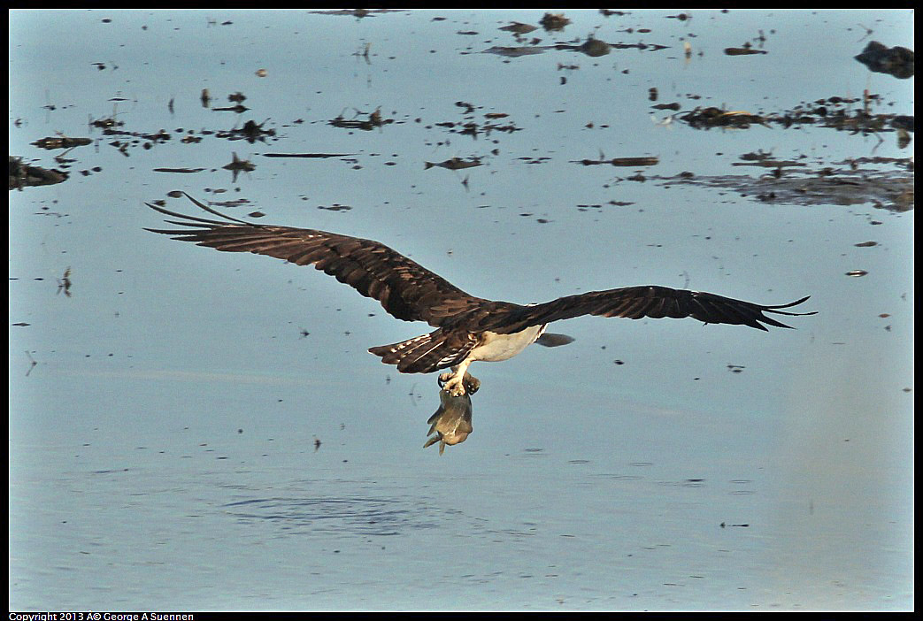 0115-091129-04.jpg - Osprey