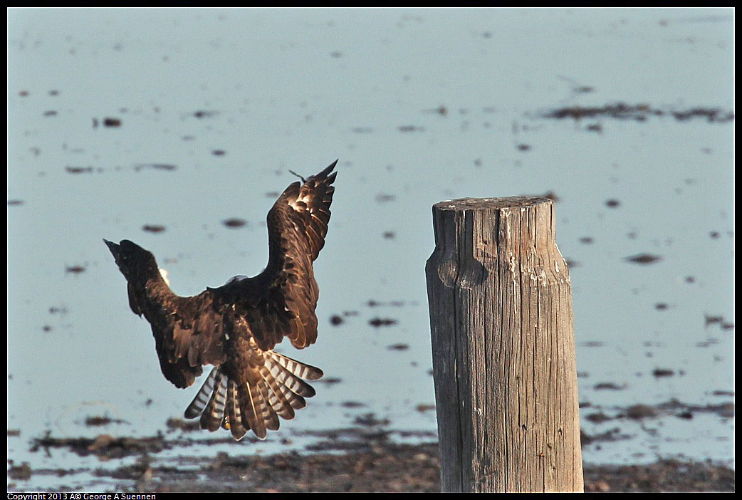 0115-091131-03.jpg - Osprey