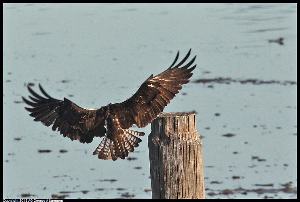 0115-091131-04.jpg - Osprey