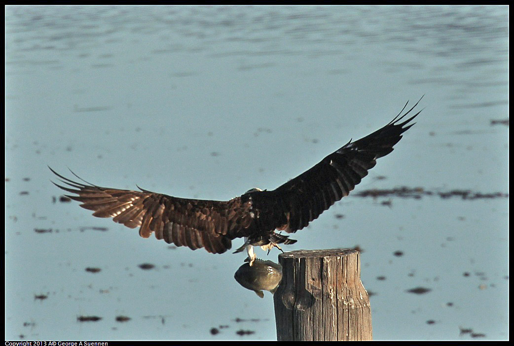 0115-091131-05.jpg - Osprey