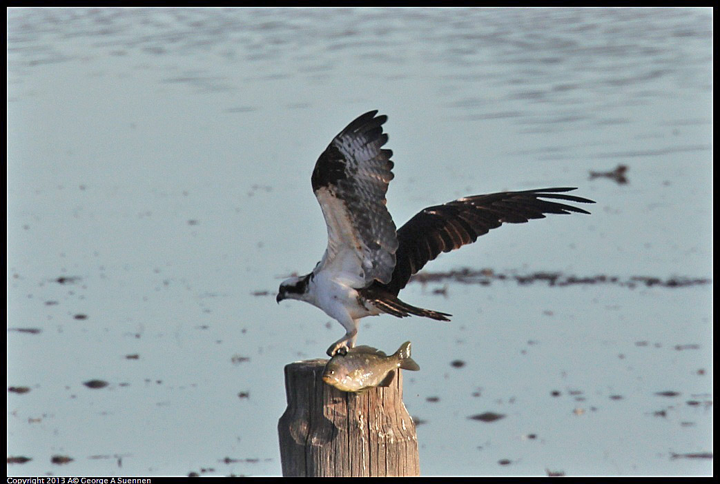 0115-091132-03.jpg - Osprey