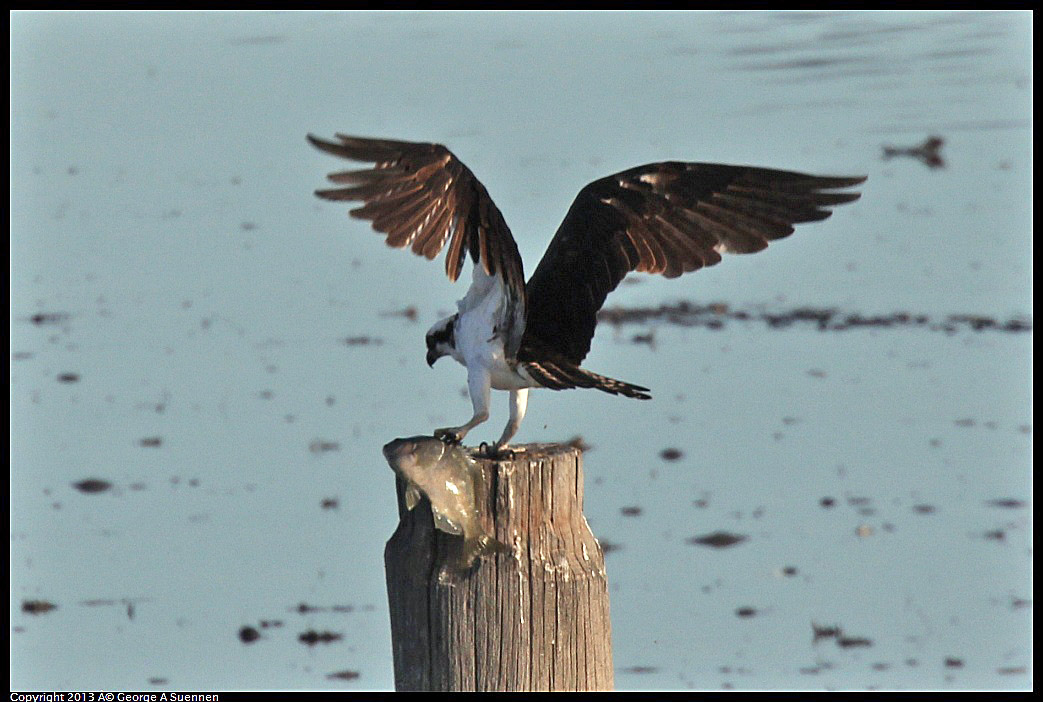 0115-091133-01.jpg - Osprey