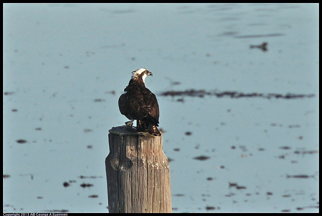 0115-091137-03.jpg - Osprey