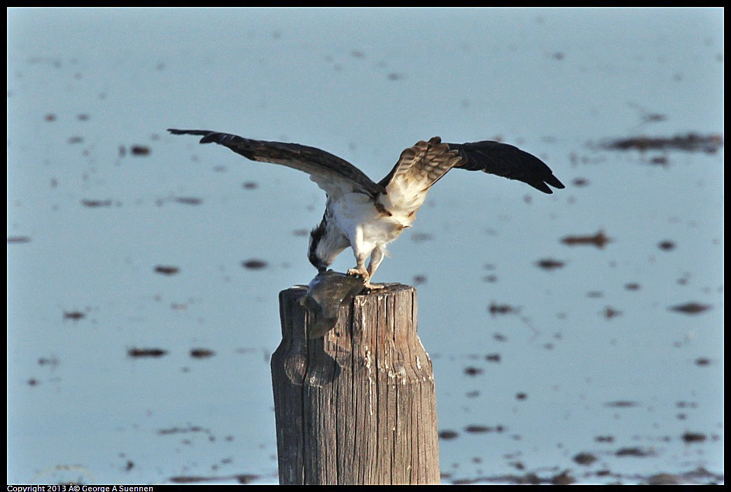 0115-091206-02.jpg - Osprey