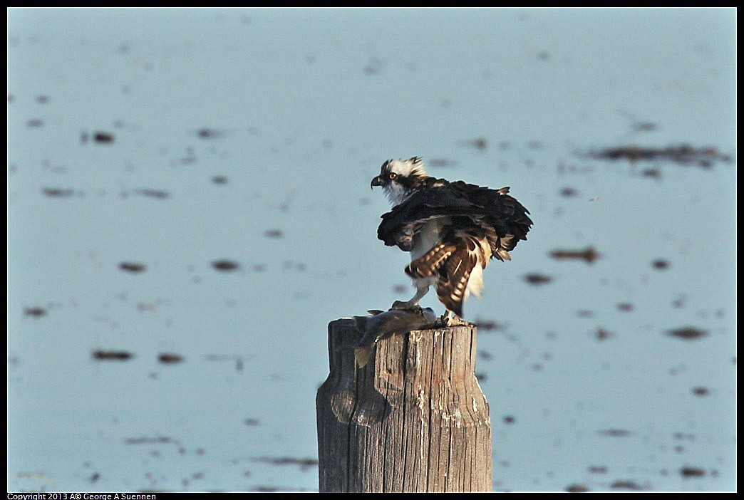 0115-091235-02.jpg - Osprey