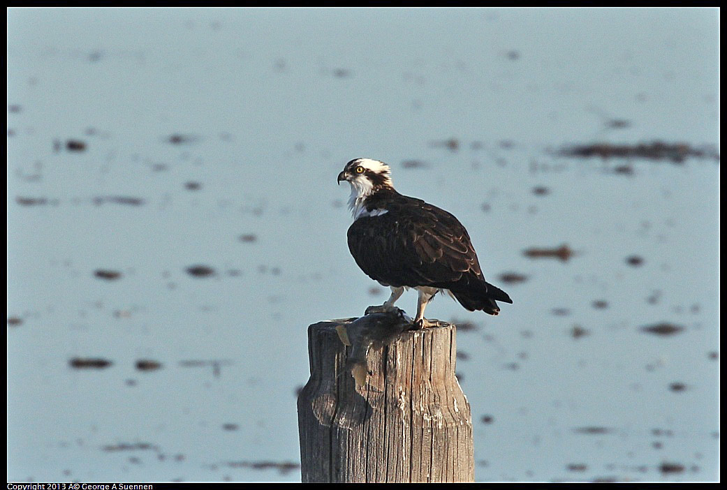 0115-091259-01.jpg - Osprey