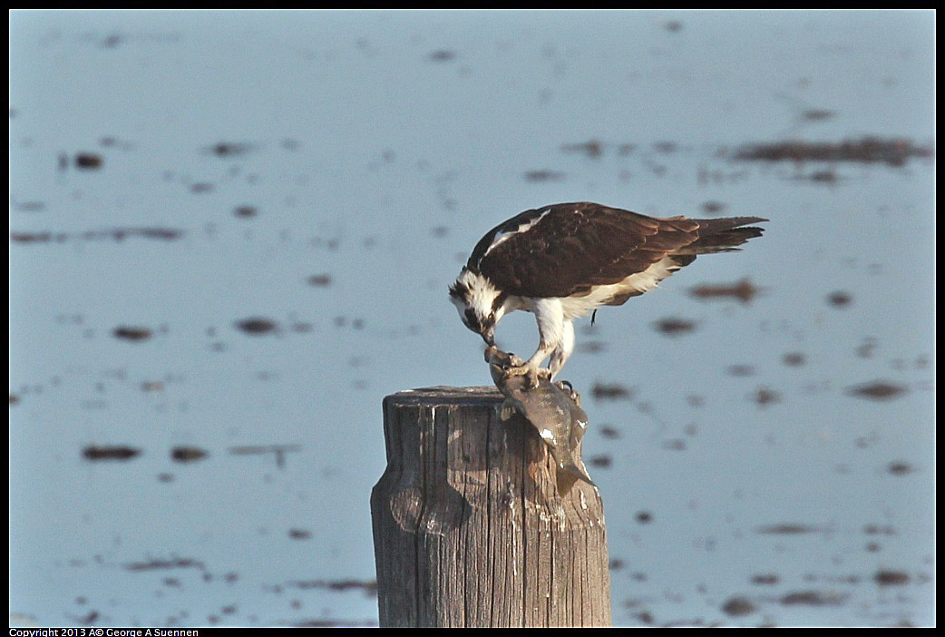 0115-091318-01.jpg - Osprey