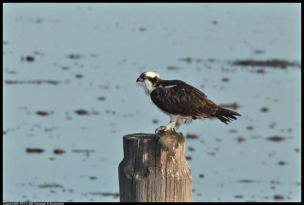 0115-091322-01.jpg - Osprey