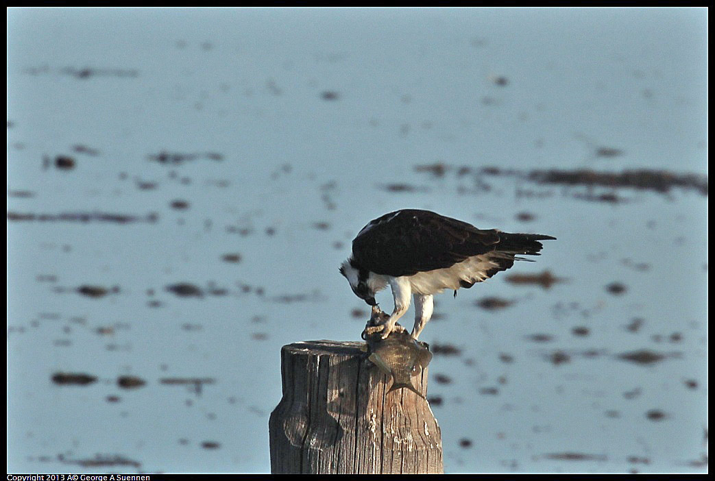 0115-091348-02.jpg - Osprey