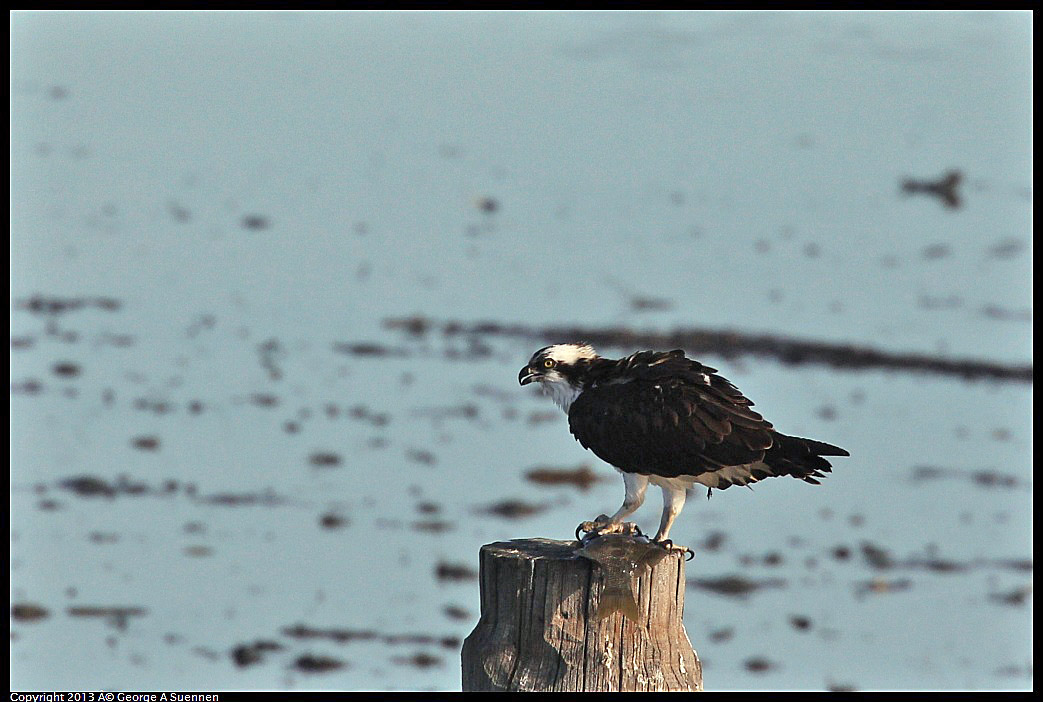 0115-091420-02.jpg - Osprey