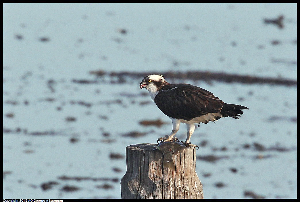 0115-091559-01.jpg - Osprey