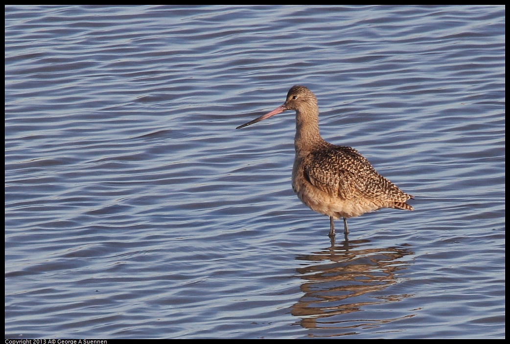 0115-091704-01.jpg - Marbled Godwit