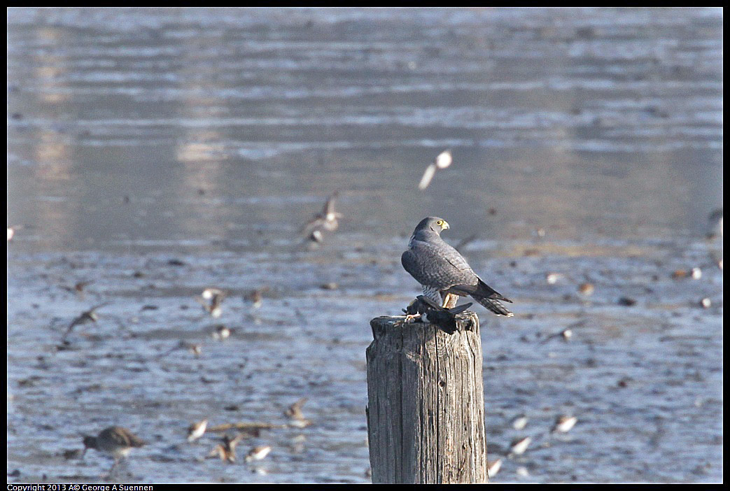 0115-091756-03.jpg - Peregrine Falcon