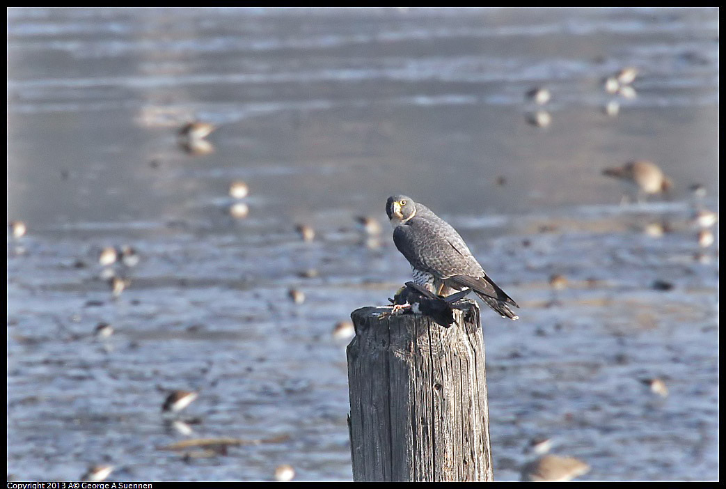 0115-091807-01.jpg - Peregrine Falcon