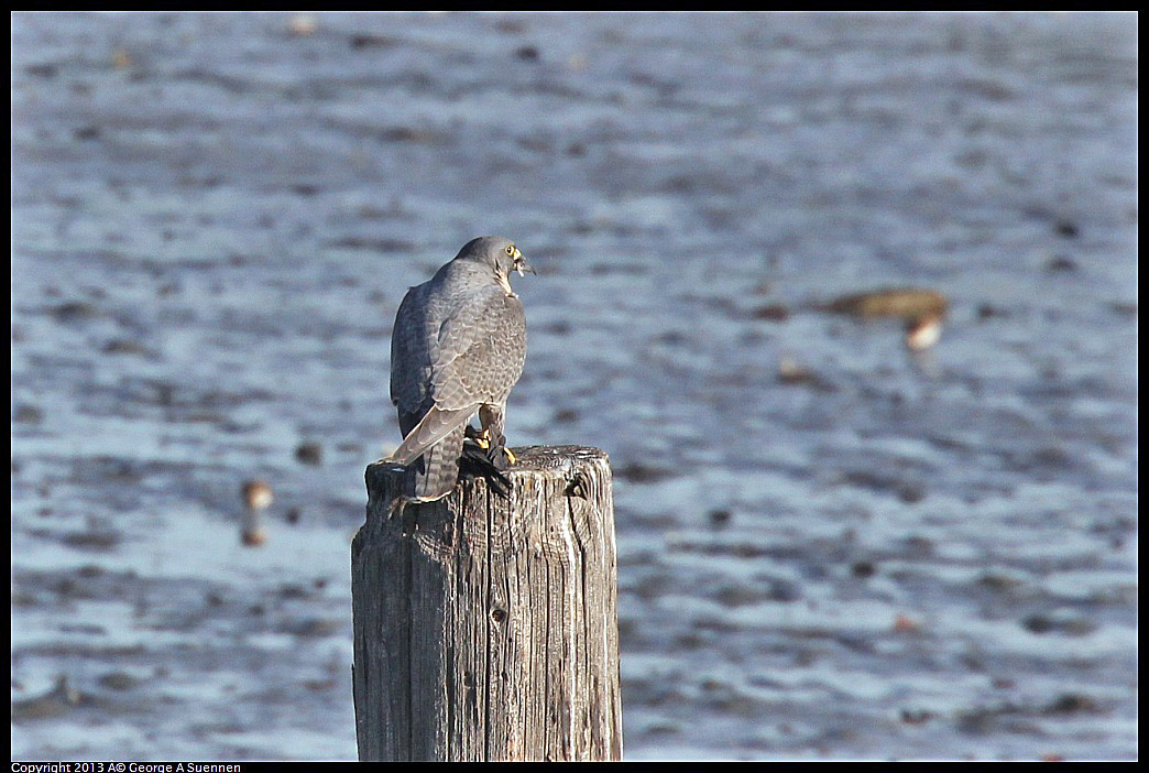 0115-092134-03.jpg - Peregrine Falcon