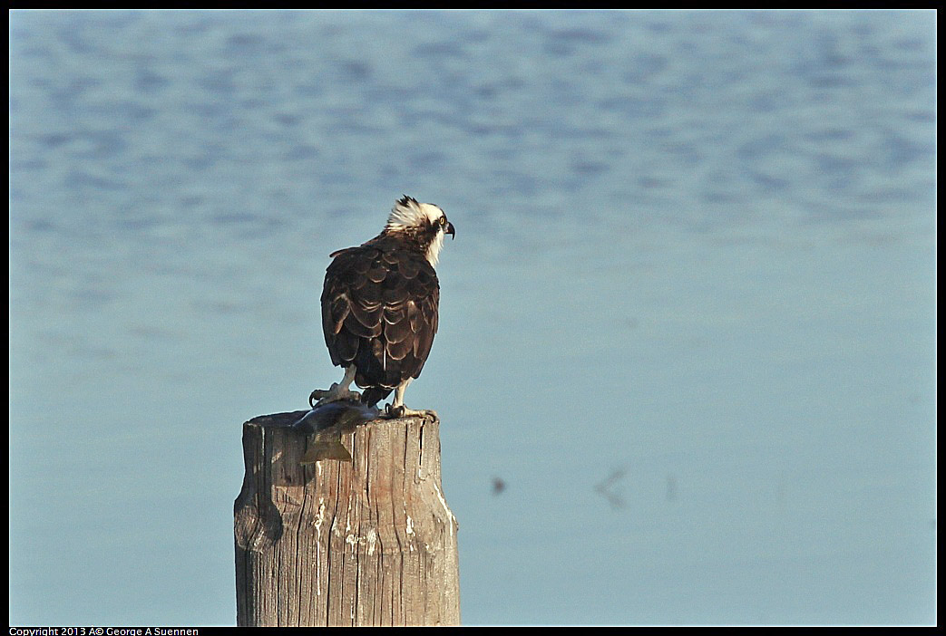 0115-092227-01.jpg - Osprey