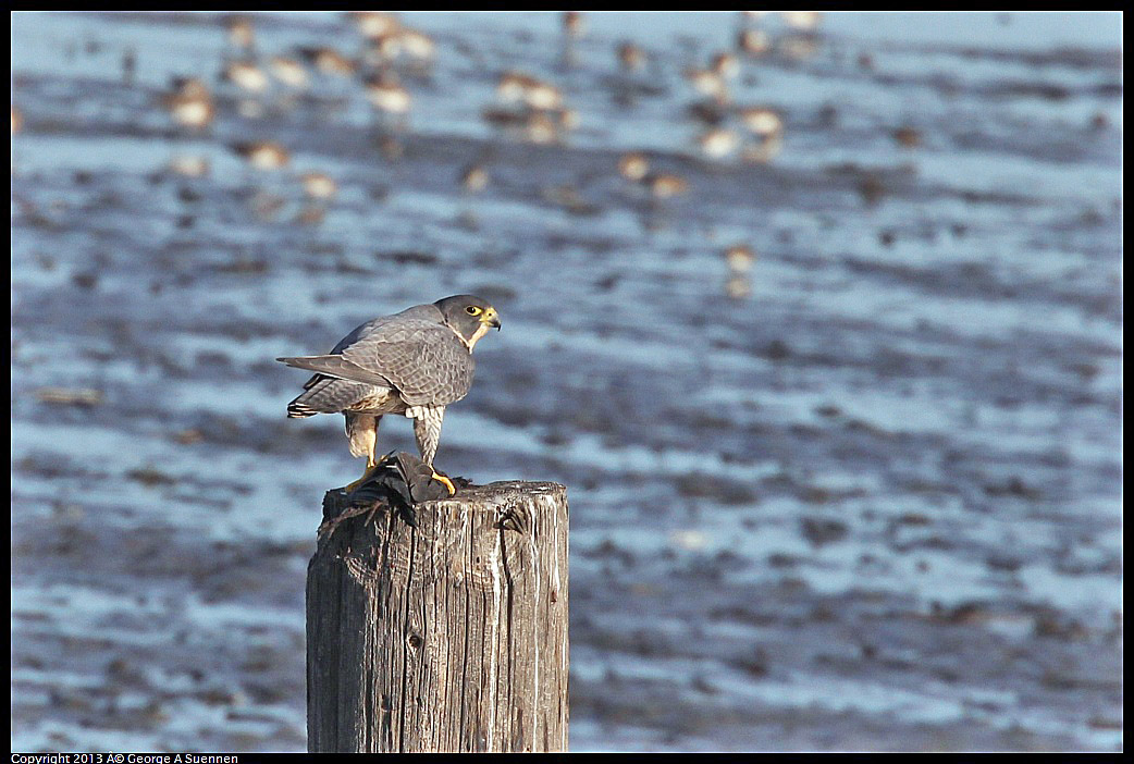 0115-092253-03.jpg - Peregrine Falcon