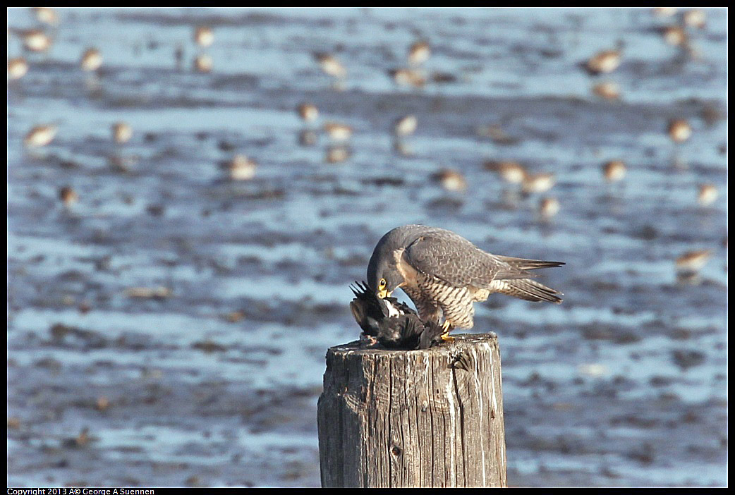 0115-092345-03.jpg - Peregrine Falcon